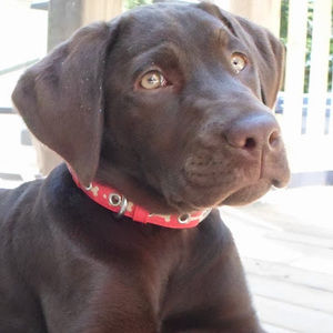 Meet your Posher, Hunter